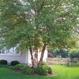 Planting A River Birch Tree: Tips On River Birch Tree Growing