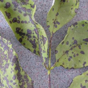 Leaf Spot Diseases of Shade Trees and Ornamentals