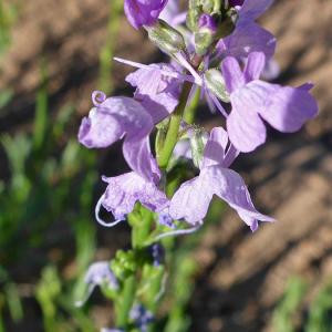 Nuttallanthus texanus