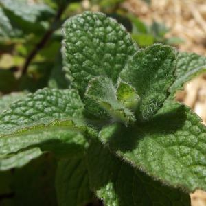 Apple Mint Uses: Information And Tips For Growing Apple Mint Plants