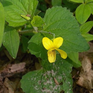 Hairy Yellow Violet