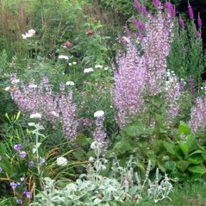 Growing Clary Sage: Enjoying The Clary Sage Herb In Your Garden