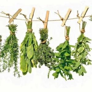 25 tipos de plantas medicinales según su efecto en nuestro cuerpo