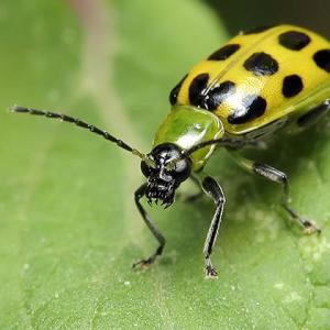 Beetle Infestations and Pest Removal Advice