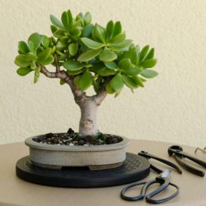 4 Steps to Prune the Perfect Jade Bonsai