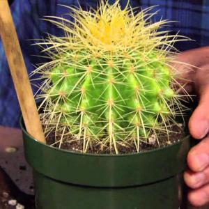 Cactus Repotting Info: When And How Should I Repot My Cactus