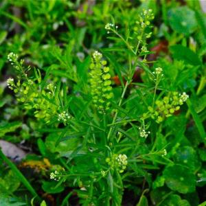 Control Of Pepperweed Plants – How To Get Rid Of Peppergrass Weeds