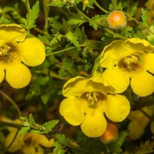 Gerardia pedicularia