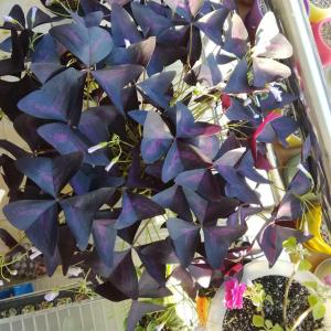 三角紫叶酢浆草