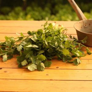 How To Grow Cilantro In A Pot