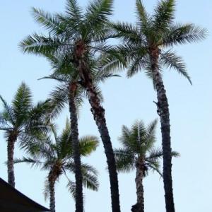 Transplanting Palm Pups – Propagate Palm Trees With Pups