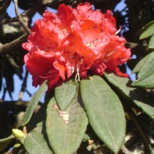 Rhododendron arboreum – Tree Rhododendron