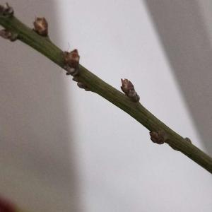 盆栽红梅在室内枝头干扁，花一碰就掉是怎么回事