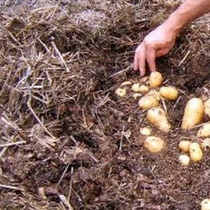 Cultivo de patatas sin tierra