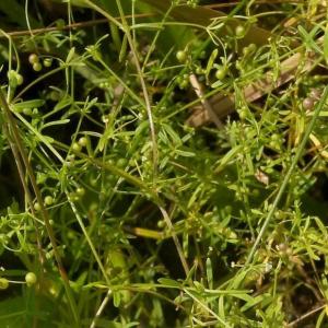 Small Bedstraw