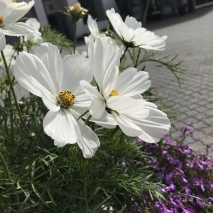 挪威街边的小花花，大多都是野花，看似不起看，各有各的美～