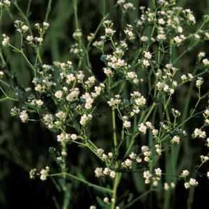 Comandra richardsiana