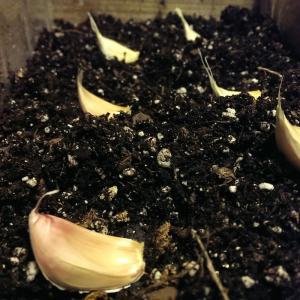 How To Grow Garlic From Seed