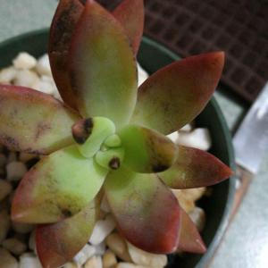 Help! my Sedum is getting brown /black spots and patches on the leaves. idk what to do ):  #help   #succulent  