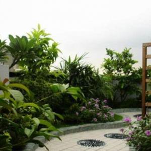 Best Terrace/Roof Garden Plants You should Grow