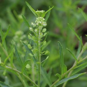What Is Peppergrass: Peppergrass Information And Care In Gardens