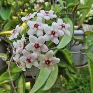 Hoya carnosa – Wax Plant