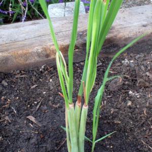 Propagating Lemongrass By Division: Tips On Dividing Lemongrass Plants