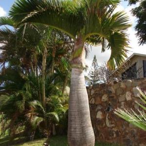 Planting A Bottle Palm – Tips On Caring For A Bottle Palm Tree