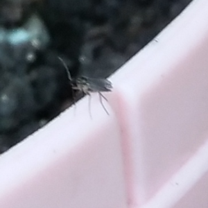 请问这是什么虫子，是害虫吗？每天都有好多这种小虫子围着我那些盆栽转，飞得快爬的快，很难才拍到它们，如果是害虫用什么来治？