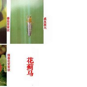 花卉植物虫害：黄胸花蓟马