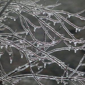 Dealing With Ice On Plants: What To Do For Ice Covered Trees And Shrubs