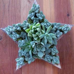 Echeveria: Star of the Succulent Garden