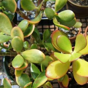 Why the Leaves on a Jade Plant Turn Yellow