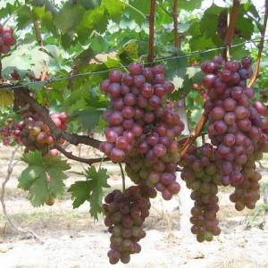 How to Prune Mature Grape Vines