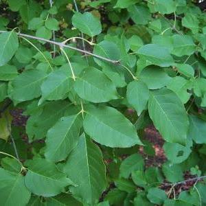 Claret Ash Care – Information On Claret Ash Growing Conditions