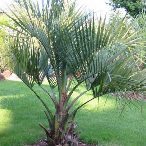 Pindo Palm Care: Tips For Growing Pindo Palm Trees