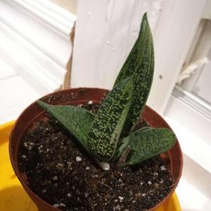 What are these succulent species? I am especially interested in the Gasteria-like plants.