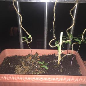 茑萝，2017.5月下旬播种，移植一次。存活5颗，其中两颗不知为何根部折了，长势好点的只有右边两颗，还不敢再移植了😭😭😭今天施了稀薄肥，牵了绳给它们爬，希望可以活下去😯😯