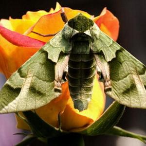 花卉植物虫害：大丽花柳蝙蝠蛾