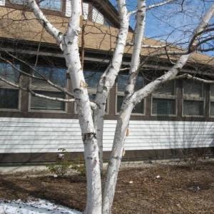 Use Of Paper Birch: Information And Tips On Growing Paper Birch Trees