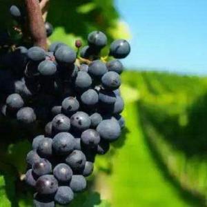 How to Care for a Concord Grape Vine