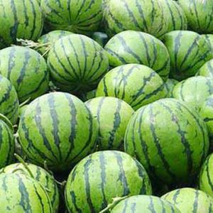 Growing Watermelon in Containers | How to Grow Watermelon in Pot Vertically