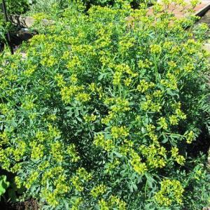 How To Harvest Rue Plants: Tips On Using Rue Herbs In The Garden