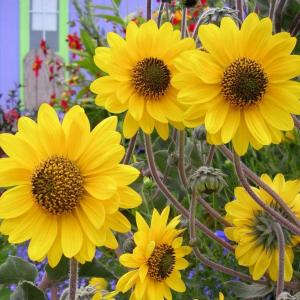 Helianthus mollis