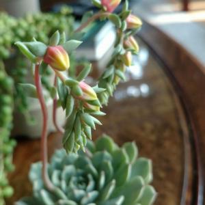 I picked up this beautiful Echeveria today with two flowerstalks ready to bloom.
my first question is if anyone can tell me what type of Echeveria it is? it's very small, maybe 3 inches across. the flowers appear to maybe be pink or yellow but the buds have not booked yet.
My second question if anyone knows is if I can let this bloom and it will still live? I know many types of succulents will die or at least go dormant after blooming, I would really love to see the blooms but I'm not willing to sacrifice my entire plant just to see them