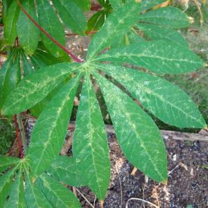 Tips on Controlling Spider Tree Mites