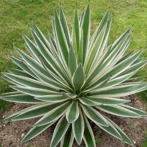 Agave - Tips for Growing this Easy Succulent