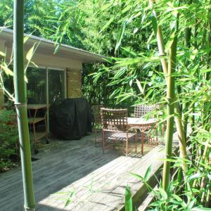 Caring For Bamboo Plants In Your Garden