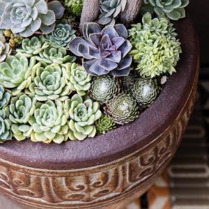 How to Grow and Care for Container Succulents