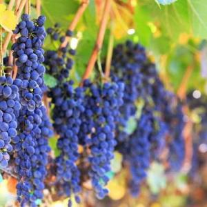 Companion Planting With Grapes
